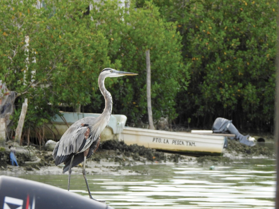 zona marino-costera de Tamaulipas Imagen 2
