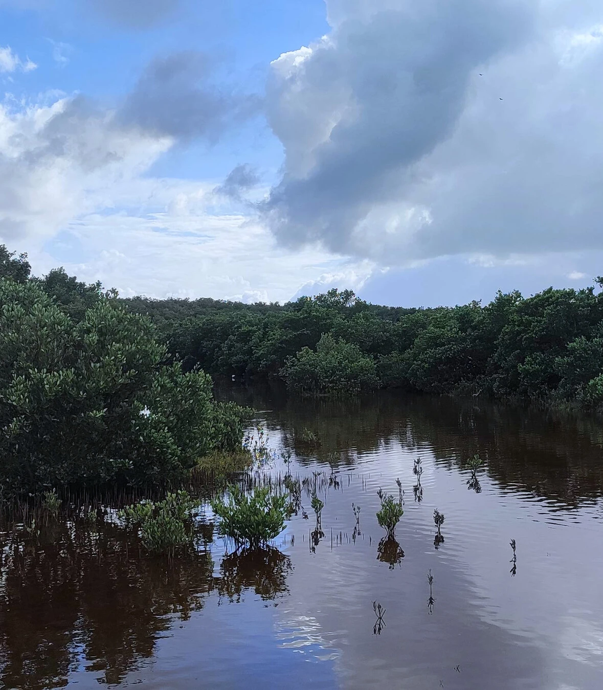 zona marino-costera de Yucatán Imagen 2